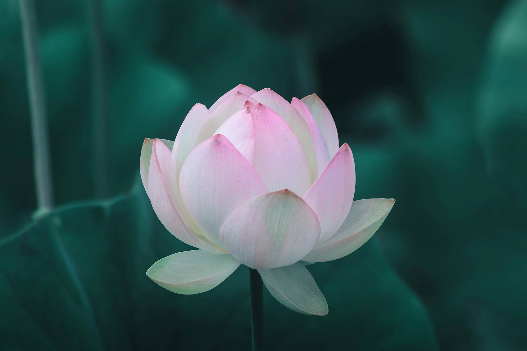 Lotus flower